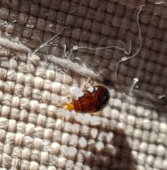 Cimex lectularius