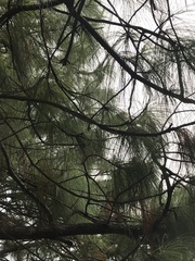 Pinus