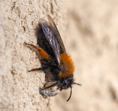 Andrena clarkella