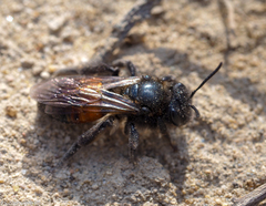 Andrena rosae