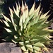 Green Stemless Aloe - Photo (c) Joti Daya, some rights reserved (CC BY-NC), uploaded by Joti Daya