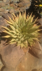 Aloe broomii