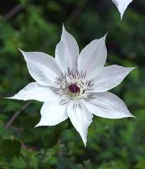 Clematis patens