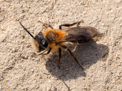 Andrena thoracica