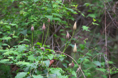 Clematis patens