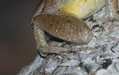 Arthroleptis poecilonotus
