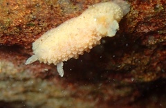 Doriopsis granulosa