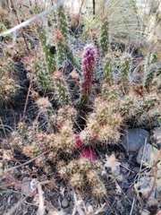 Austrocylindropuntia shaferi