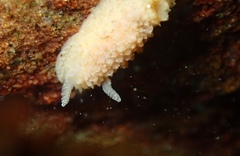 Doriopsis granulosa