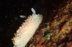 Doriopsis granulosa