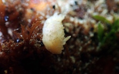 Doriopsis granulosa