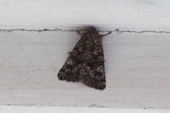 Condicinae