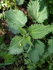 Urtica dioica