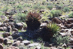 Aloe broomii