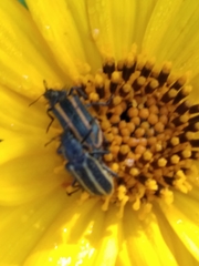 Astylus vittaticollis