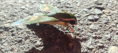 Xylophanes chiron