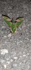 Xylophanes chiron