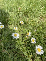 Bellis perennis