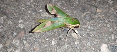 Xylophanes chiron