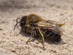 Colletes cunicularius