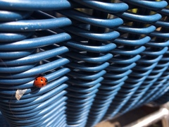 Coccinella septempunctata