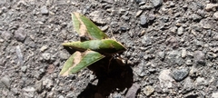 Xylophanes chiron