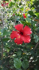 Hibiscus rosa-sinensis