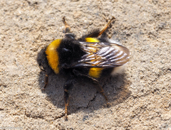 Bombus lucorum