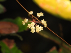 Hoya carnosa