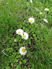 Bellis perennis