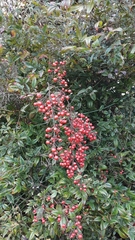 Nandina domestica