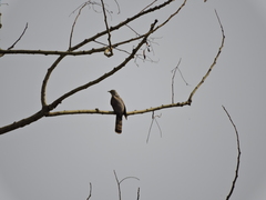 Hierococcyx sparverioides