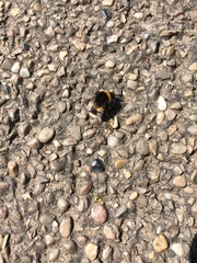 Bombus terrestris
