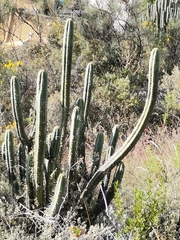 Trichocereus bridgesii