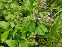 Pulmonaria obscura