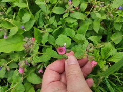 Pulmonaria obscura