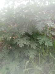 Carica papaya