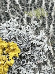 Physcia stellaris