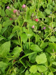Pulmonaria obscura