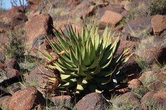 Aloe broomii