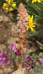 Orobanche pubescens