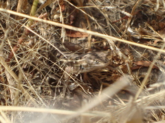 Sceloporus subniger