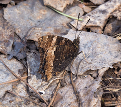 Nymphalis xanthomelas