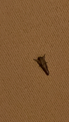 Acrolophus plumifrontella