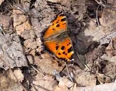 Nymphalis xanthomelas