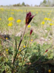 Dianthus pontederae