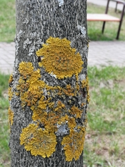 Xanthoria parietina