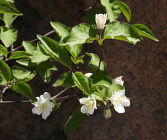 Deutzia grandiflora