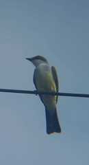 Tyrannus niveigularis