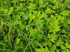 Ranunculus cassubicus